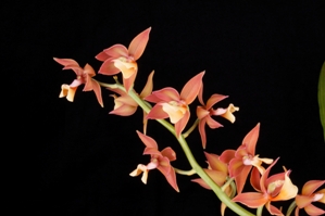 Mormodes andreettae Sunset Valley Orchids AM/AOS 80 pts.